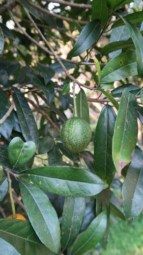 Xylotheca kraussiana