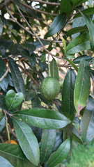 Xylotheca kraussiana