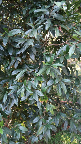 Xylotheca kraussiana, photograph 2