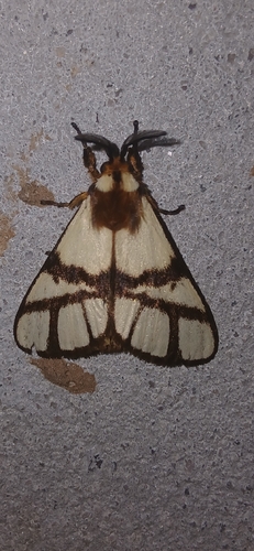 Banded Bagnest