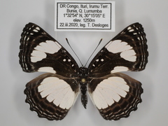 Neptis serena serena