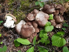 Albatrellus avellaneus