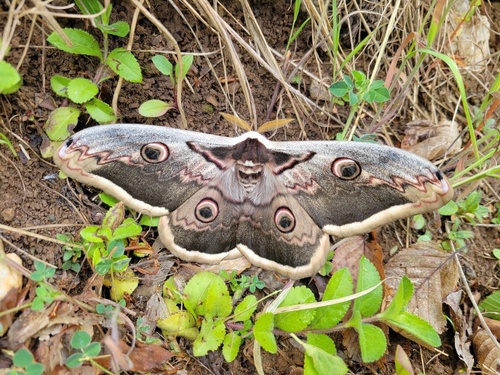 Giant Peacock Moth