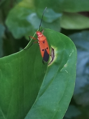 Heteroptera