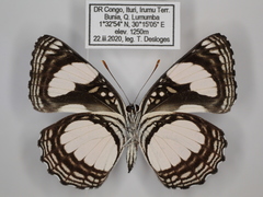 Neptis serena serena