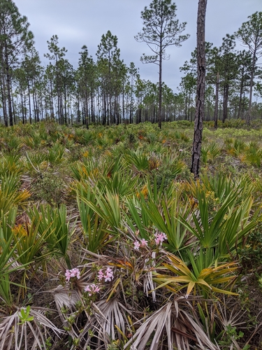 Image of Rhododendron chapmanii by (c) Scott Allen Davis, some rights reserved (CC BY)