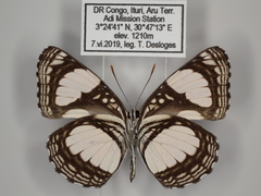 Neptis serena serena