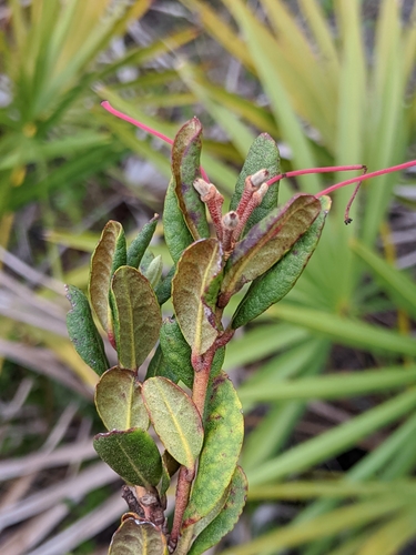 Image of Rhododendron chapmanii by (c) Scott Allen Davis, some rights reserved (CC BY)