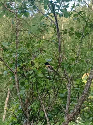 Brambling