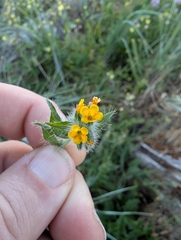 Amsinckia spectabilis, photograph author not stated, no rights reserved