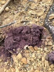 Calvatia fragilis