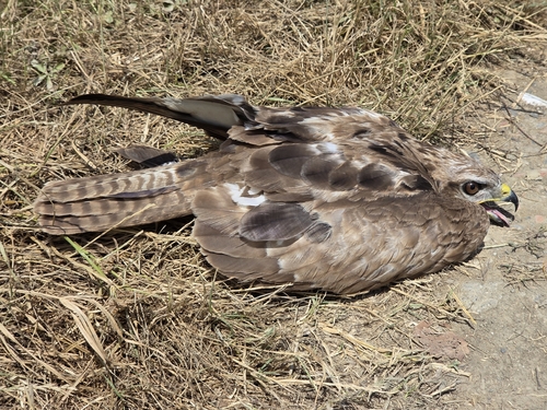 Common Buzzard