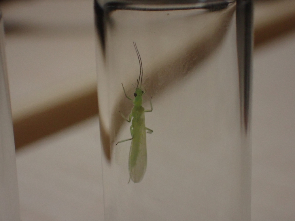 Atlantic Sallfly