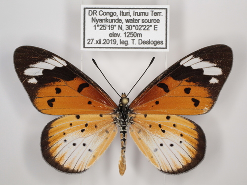 Pierre's Acraea