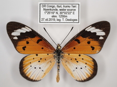 Acraea encedana