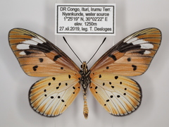 Acraea encedana