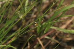 Juncus brachyspathus