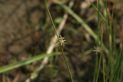 Juncus brachyspathus