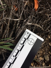 Dracotettix monstrosus