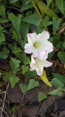 Calystegia purpurata
