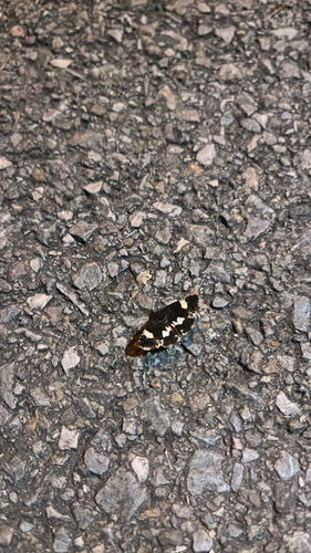 Four-spotted Moth