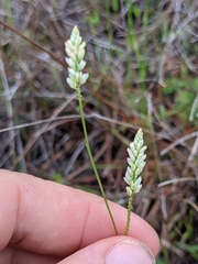 Polygala setacea