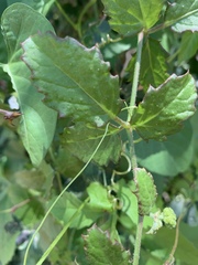 Cyphostemma subciliatum