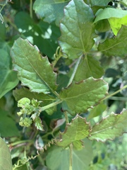 Cyphostemma subciliatum