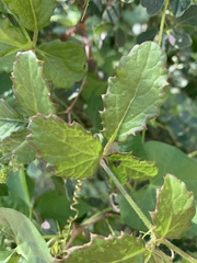 Cyphostemma subciliatum