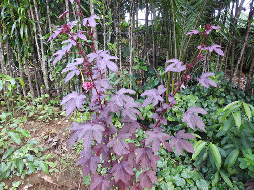 cranberry hibiscus
