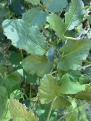 Cyphostemma subciliatum