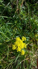 Lomatium caruifolium