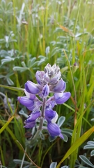 Lupinus albifrons collinus