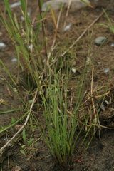 Juncus brachyspathus