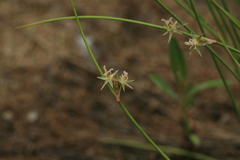 Juncus brachyspathus