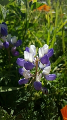 Lupinus variicolor