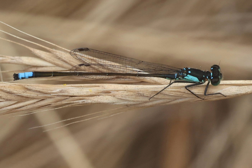 iNaturalist observation photo of Pacific Forktail