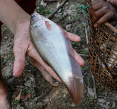 Notopterus notopterus