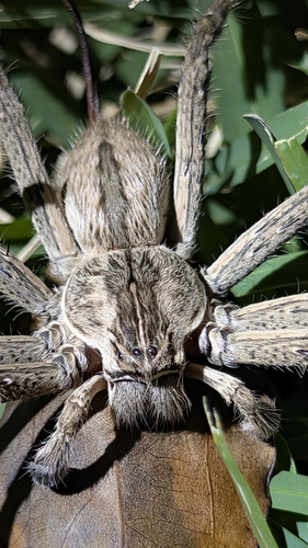 Common Rain Spider