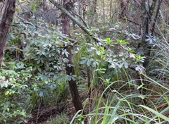 Pseudopanax lessonii