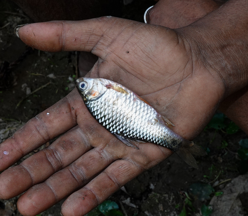 Moerasbarbeel (Puntius chola) — Cyprinidae