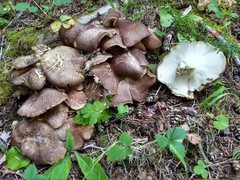 Albatrellus avellaneus