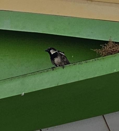 Spanish Sparrow