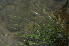 Juncus brachyspathus
