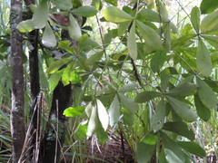 Pseudopanax lessonii