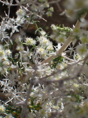 Galium stellatum eremicum