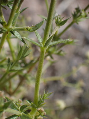 Galium stellatum eremicum