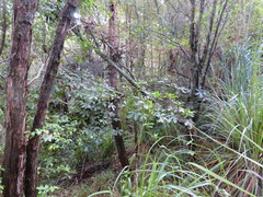 Pseudopanax lessonii