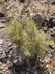 Galium stellatum eremicum