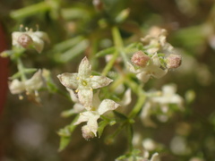 Galium stellatum eremicum
